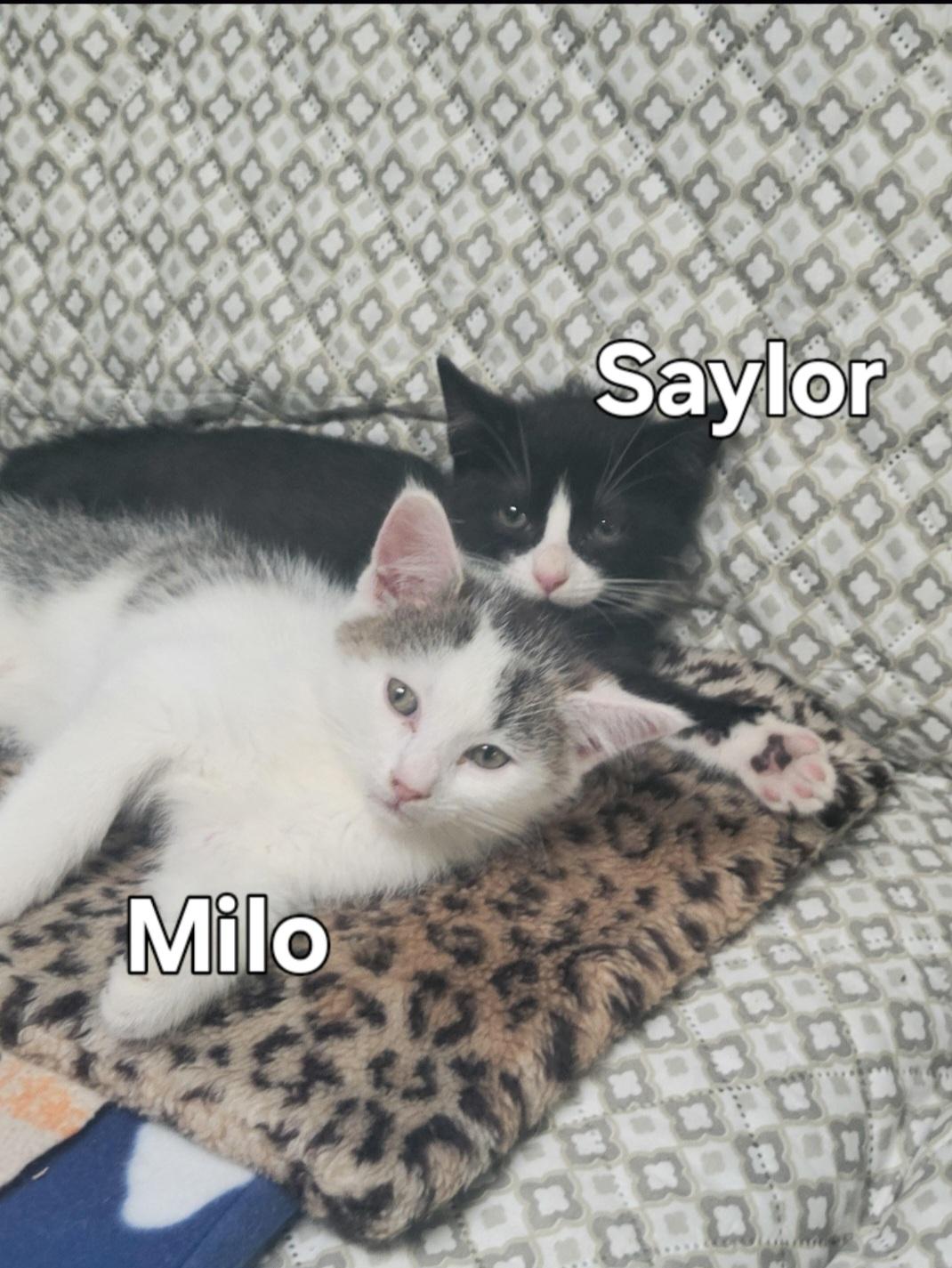 Milo & Saylor