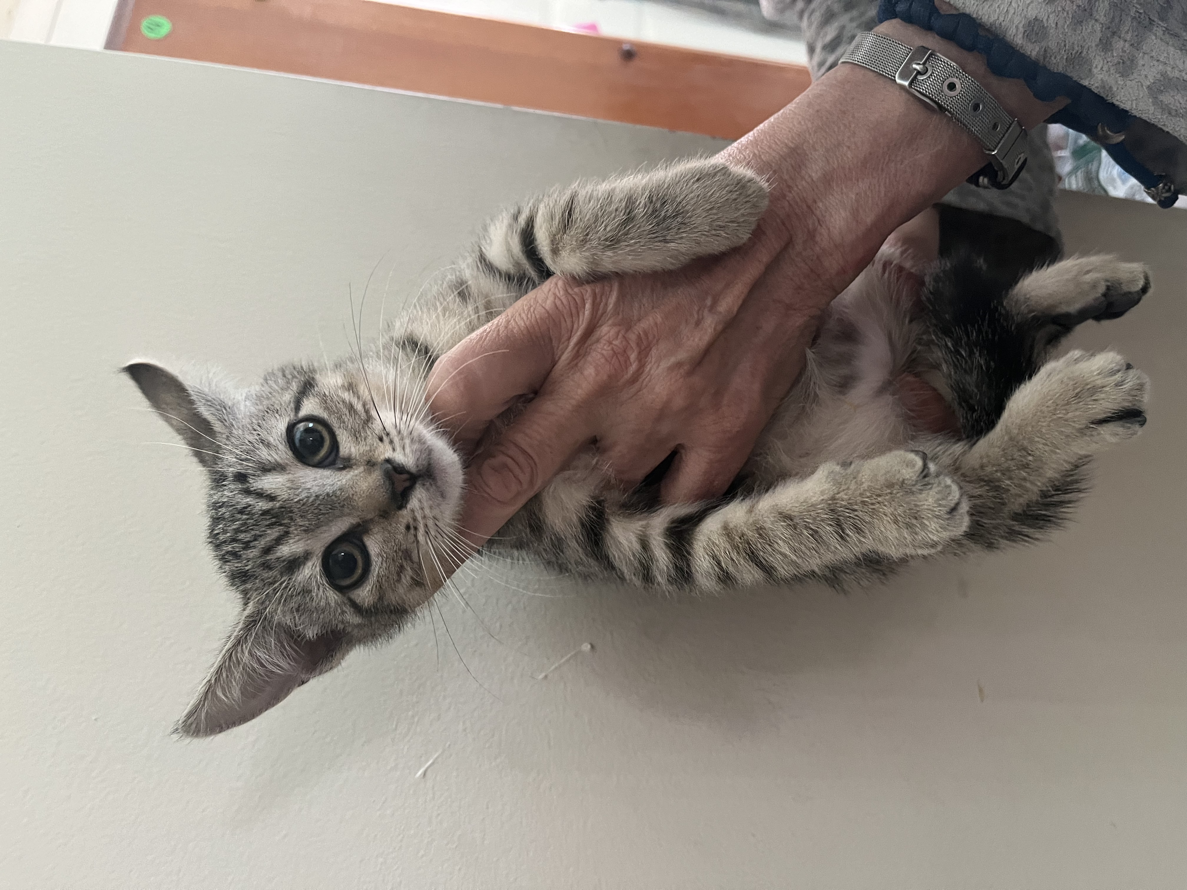 Enlarge Tom & Jerry, a Adopted Tabby in New York, NY image 1/3