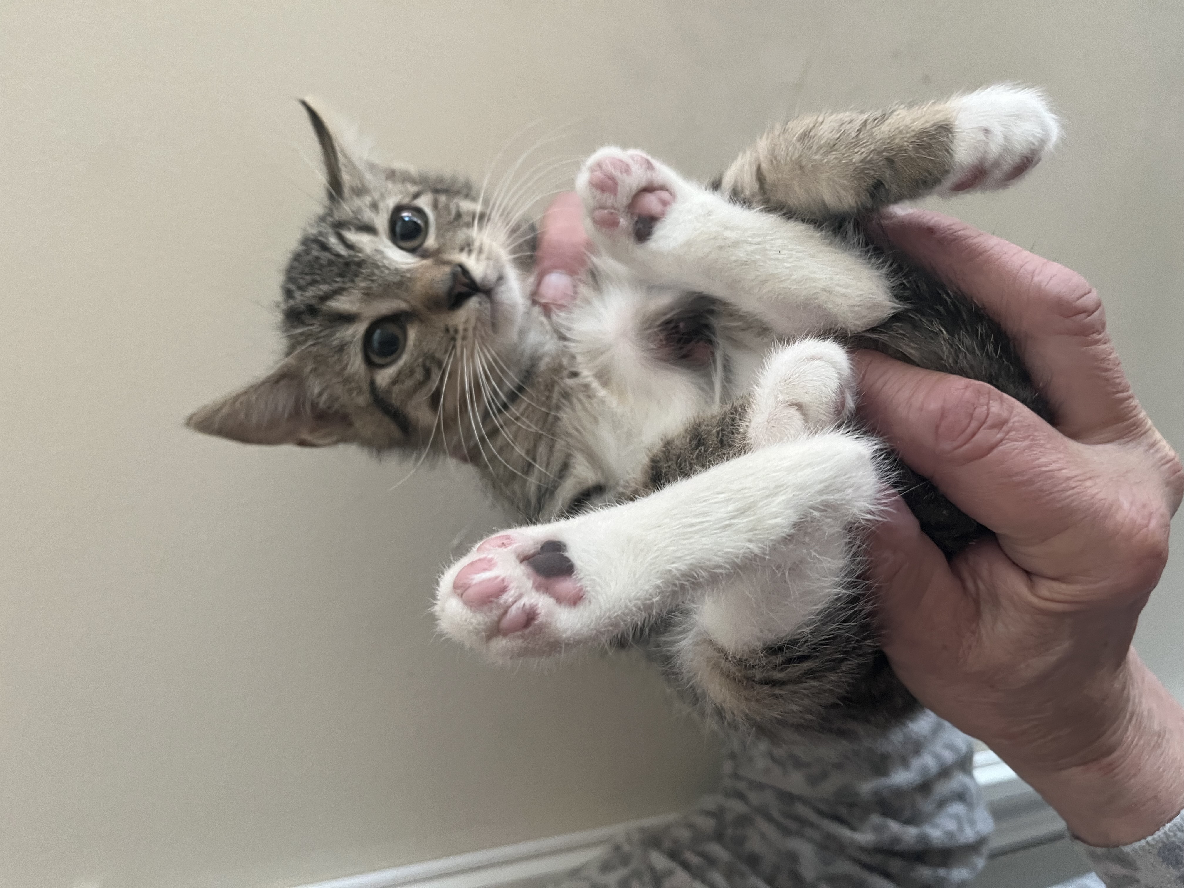 Enlarge Tom & Jerry, a Adopted Tabby in New York, NY image 2/3