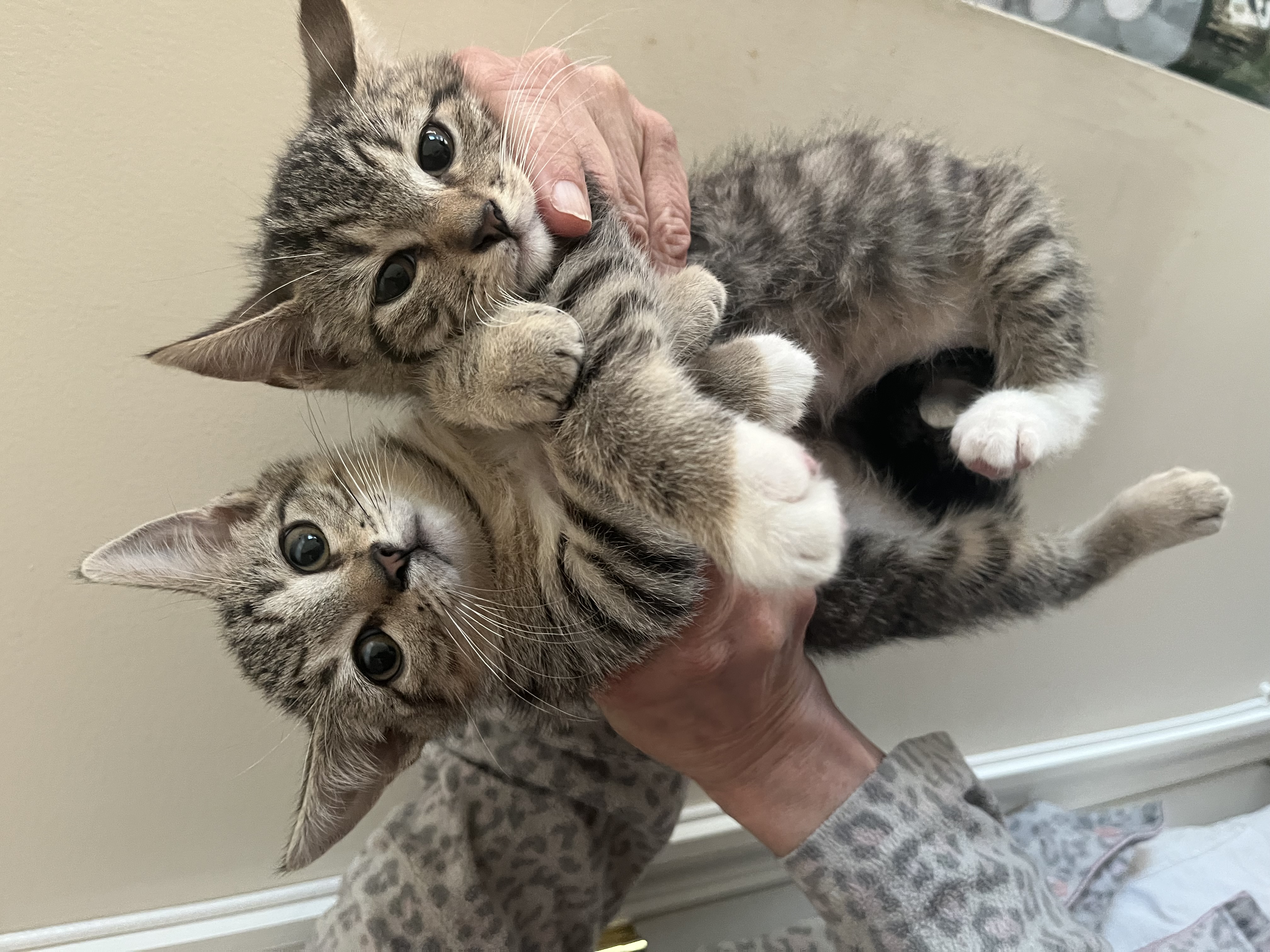 Enlarge Tom & Jerry, a Adopted Tabby in New York, NY image 3/3