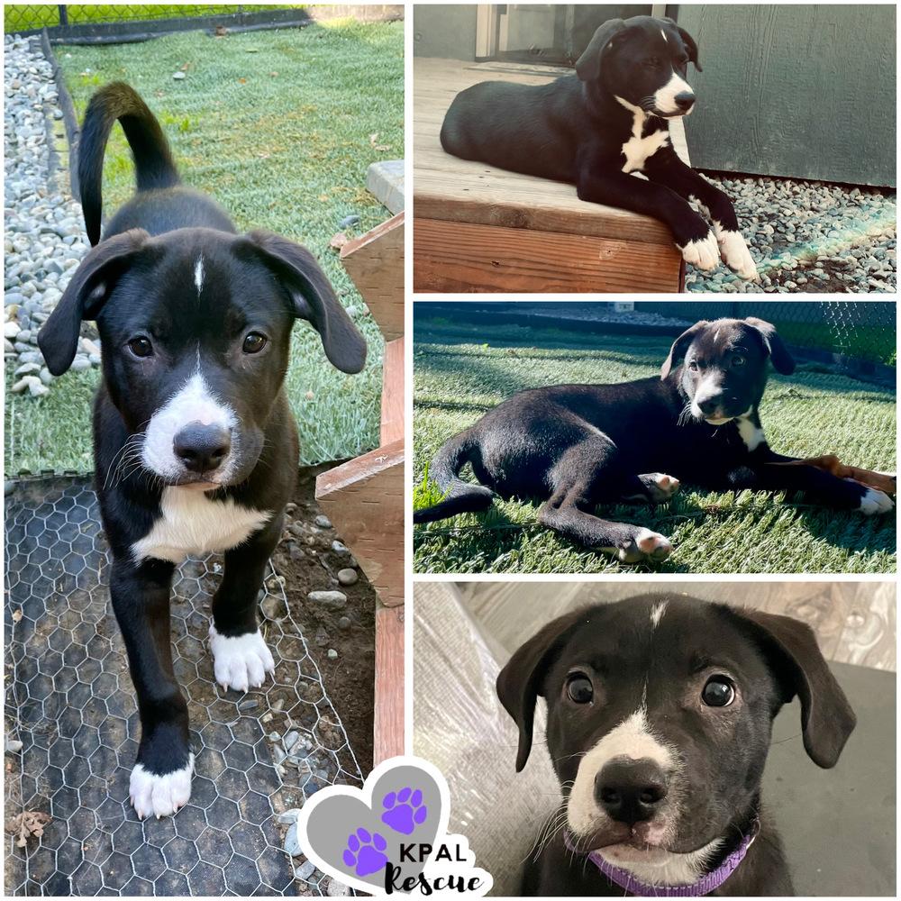 Baru - Nuts Litter, Adoptable, Puppy Male Mixed Breed & Mixed Breed.