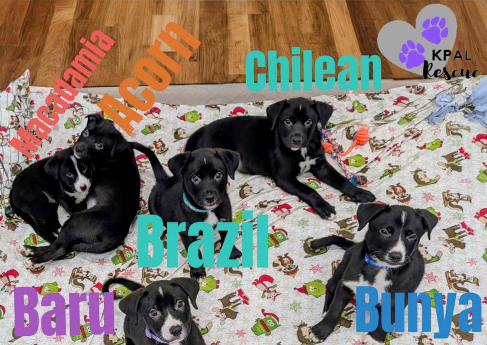 Baru - Nuts Litter, a Adoptable mixed breed in Kenai, AK image 1/2