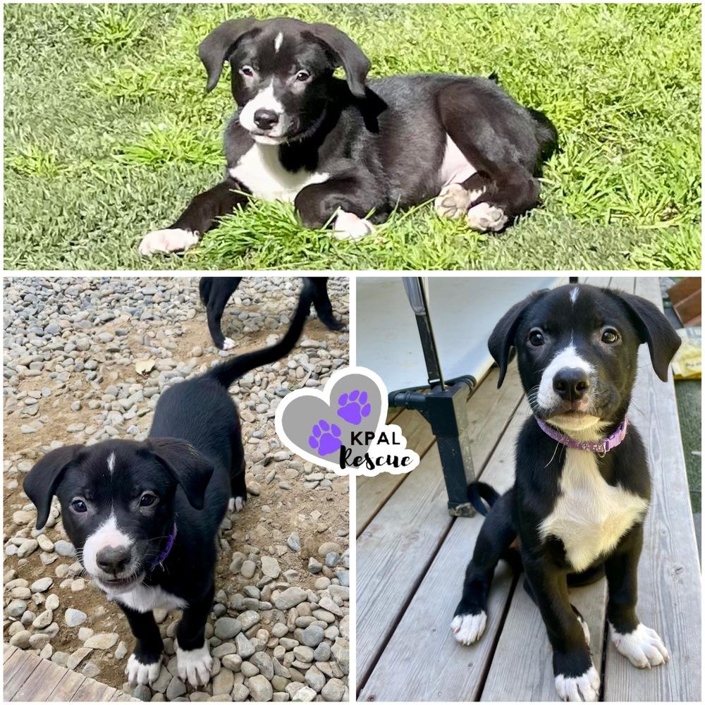 Baru - Nuts Litter, a Adoptable mixed breed in Kenai, AK image 2/2