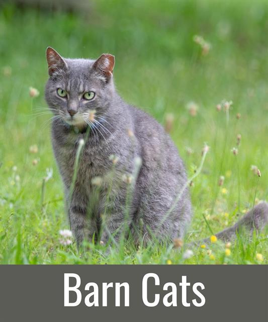 BARN CATS, Adoptable, Adult Male Domestic Short Hair.