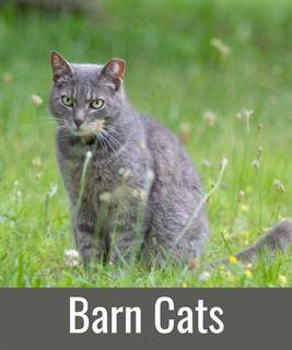 BARN CATS, Adoptable, Adult Male Domestic Short Hair.