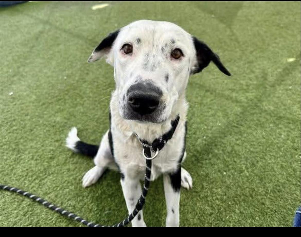 Gracie, a ADOPTABLE mixed breed in Tucson, AZ image 1/2