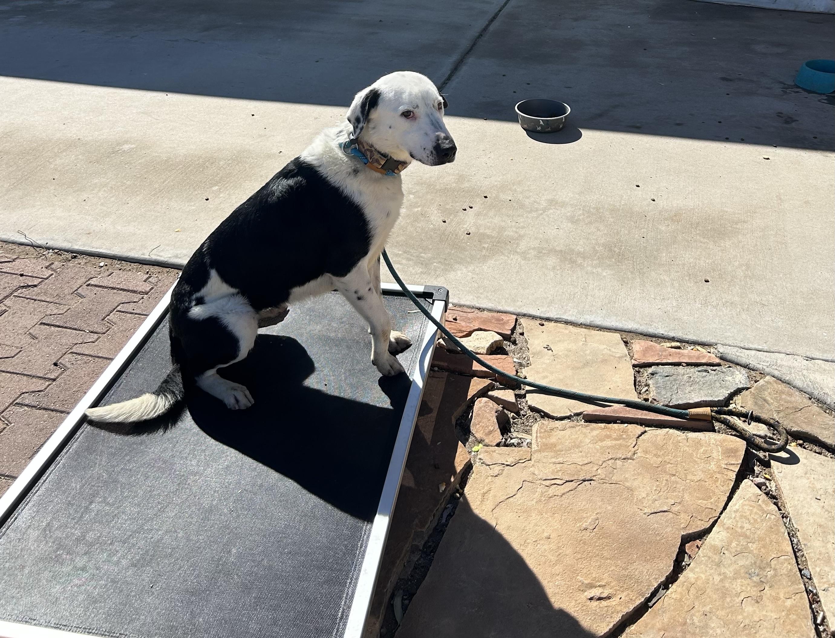 Gracie, a ADOPTABLE mixed breed in Tucson, AZ image 2/2