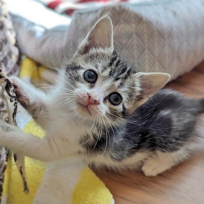 Enlarge Joja, an adopted Domestic Short Hair in Helena, AL image 2/2