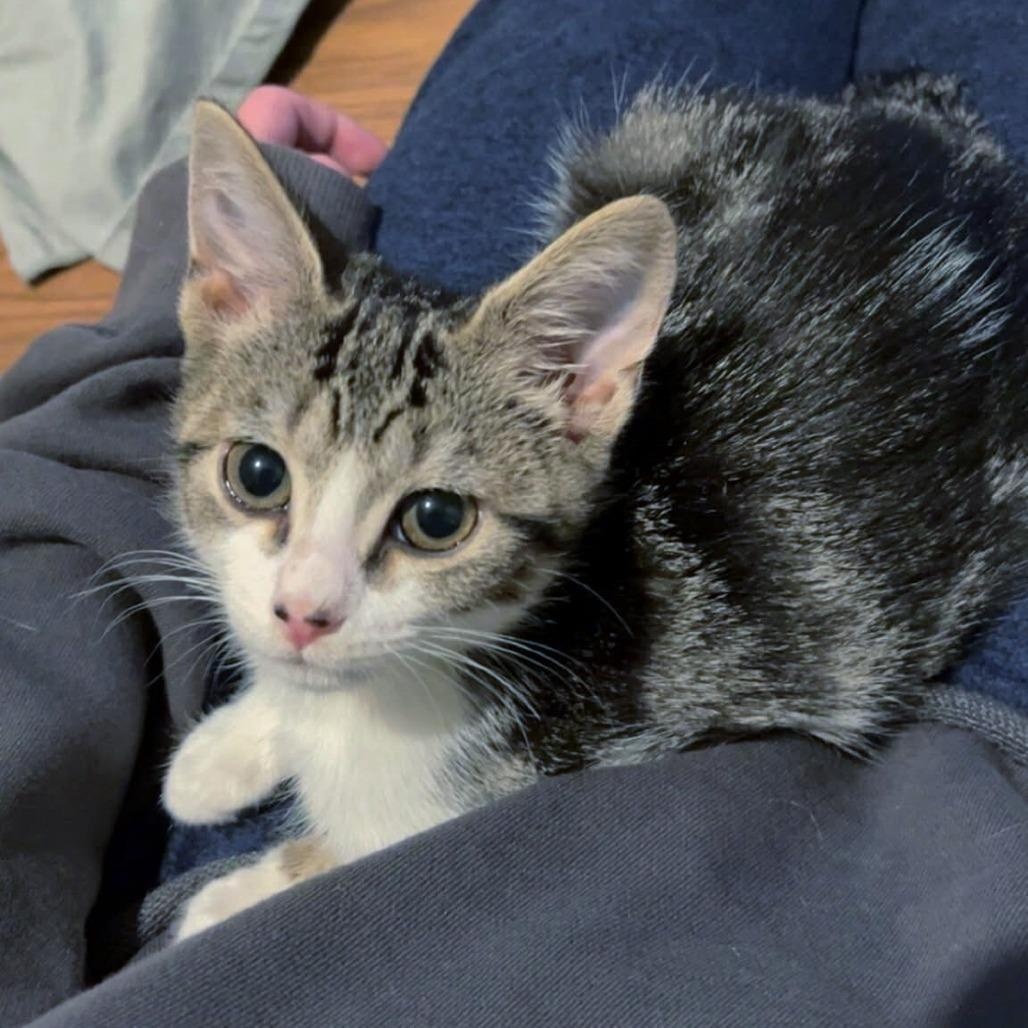 Joja, adopted, Kitten Female Domestic Short Hair.