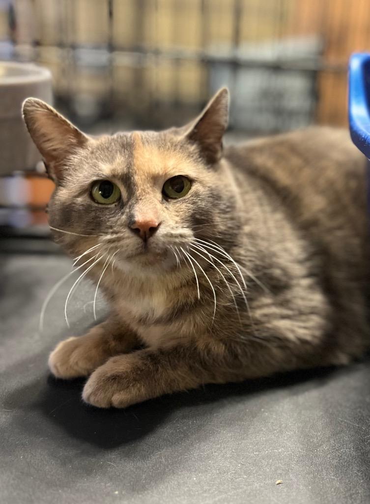 Enlarge Maddy, a Adoptable mixed breed in Brainardsville, NY image 2/2