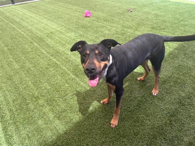 HANK, Adoptable, Adult Male Doberman Pinscher & Mixed Breed.