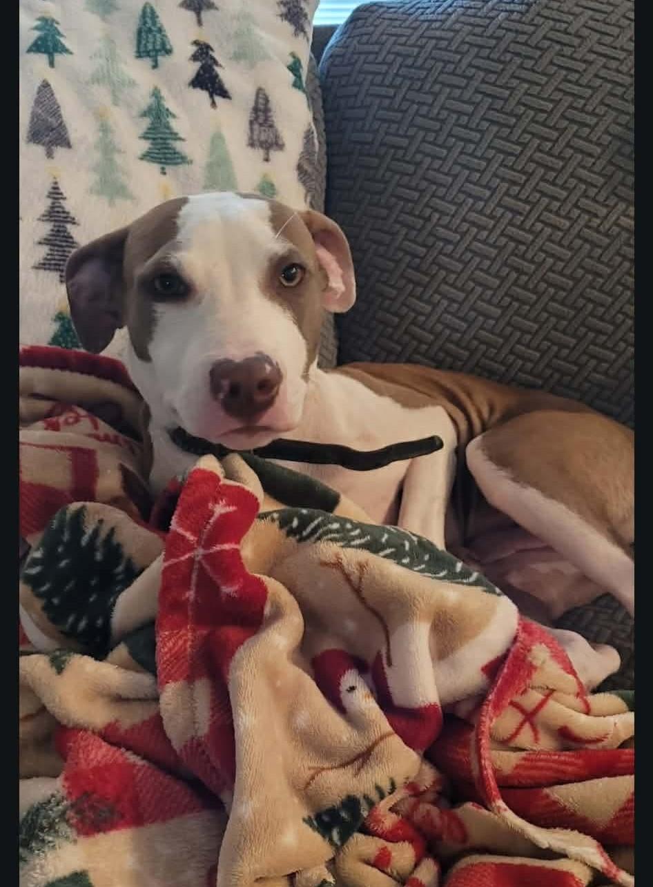 Callahan, ADOPTABLE, Young Male American Staffordshire Terrier.