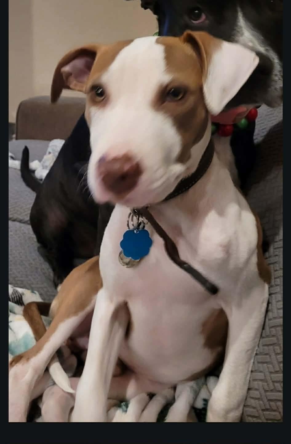 Enlarge Callahan, a ADOPTABLE mixed breed in Llano, TX image 2/4