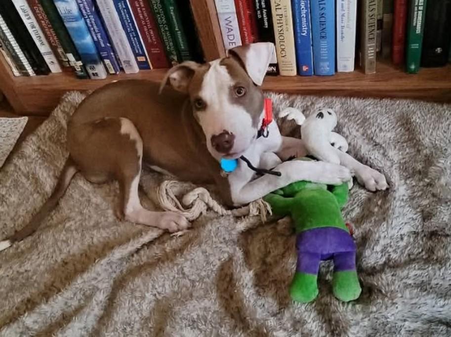 Enlarge Callahan, a ADOPTABLE mixed breed in Llano, TX image 3/4