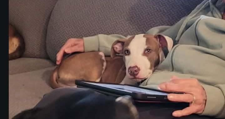 Enlarge Callahan, a ADOPTABLE mixed breed in Llano, TX image 4/4