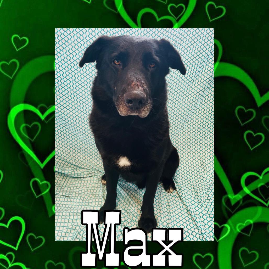 Max, Adoptable, Senior Male Black Labrador Retriever & German Shepherd Dog.