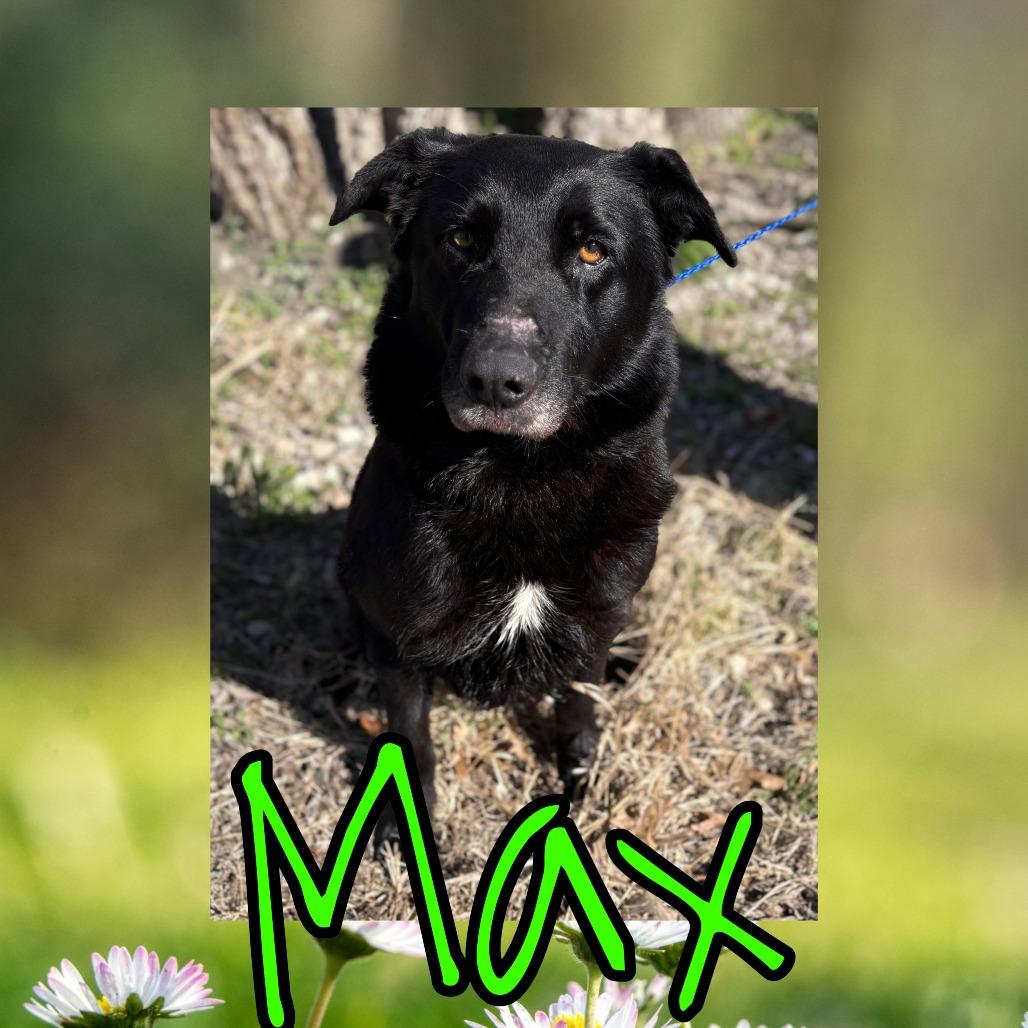 Max, Adoptable, Senior Male Black Labrador Retriever & German Shepherd Dog.