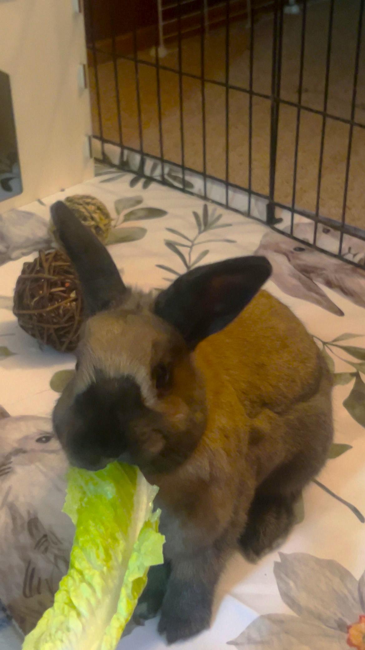 Enlarge Hennessy, a Adoptable mixed breed in Ames, IA image 5/6