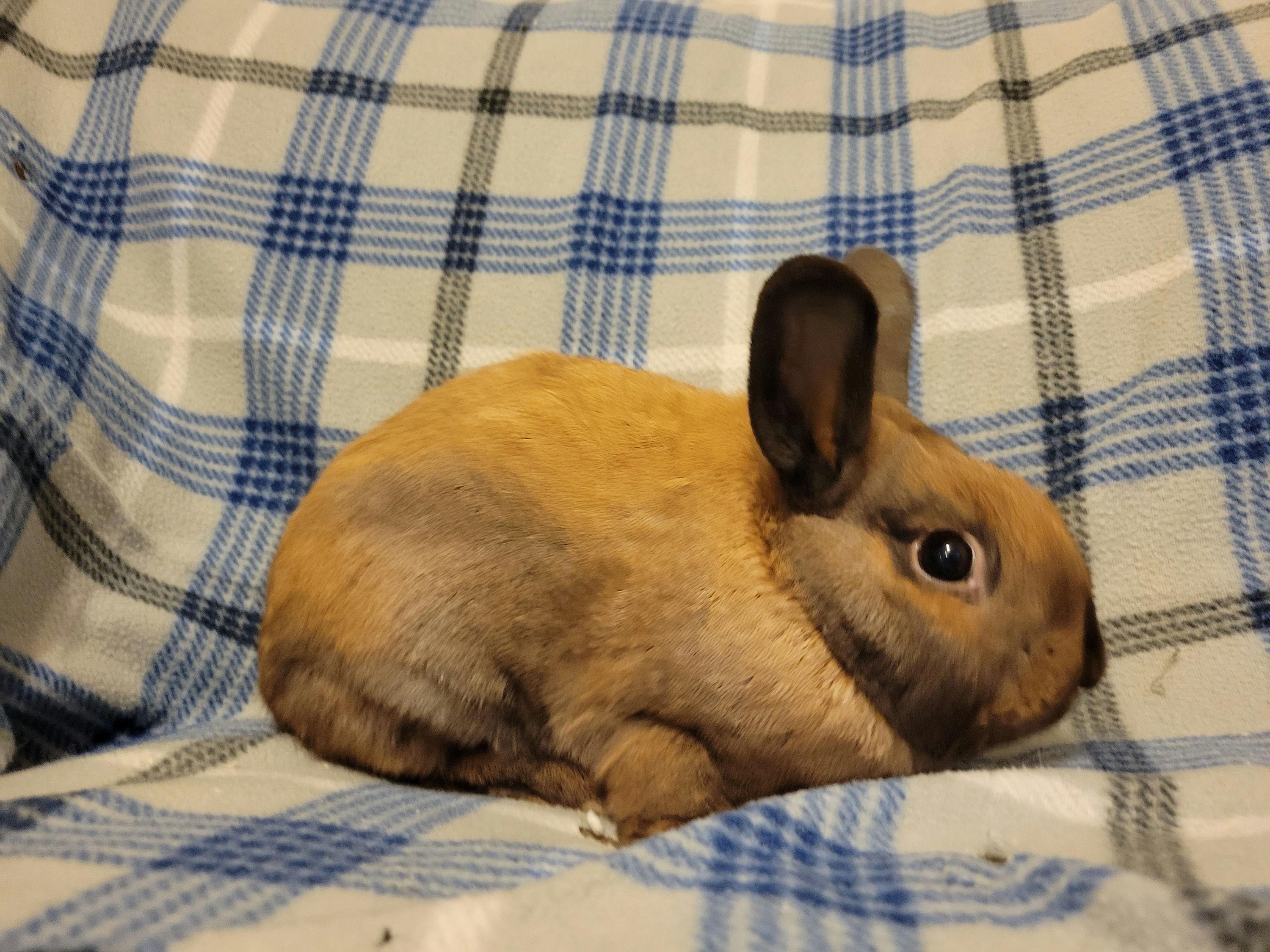 Hennessy, a Adoptable mixed breed in Ames, IA image 1/5