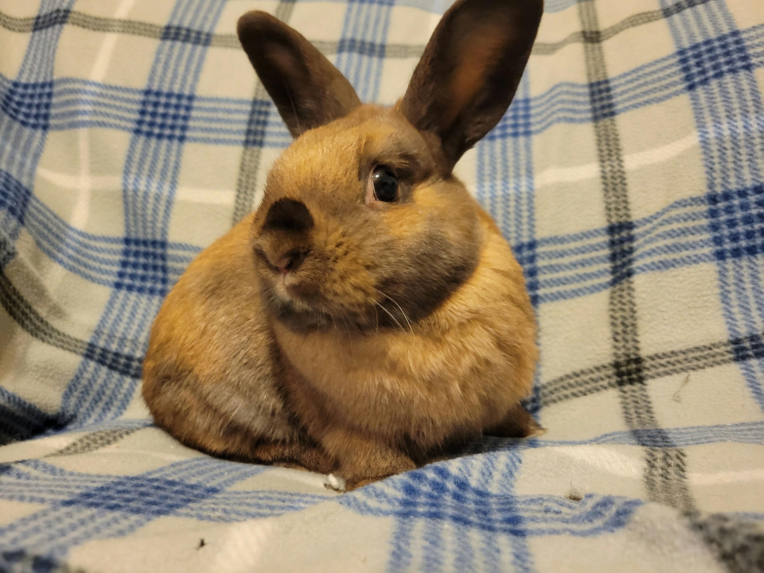 Hennessy, a Adoptable mixed breed in Ames, IA image 2/5