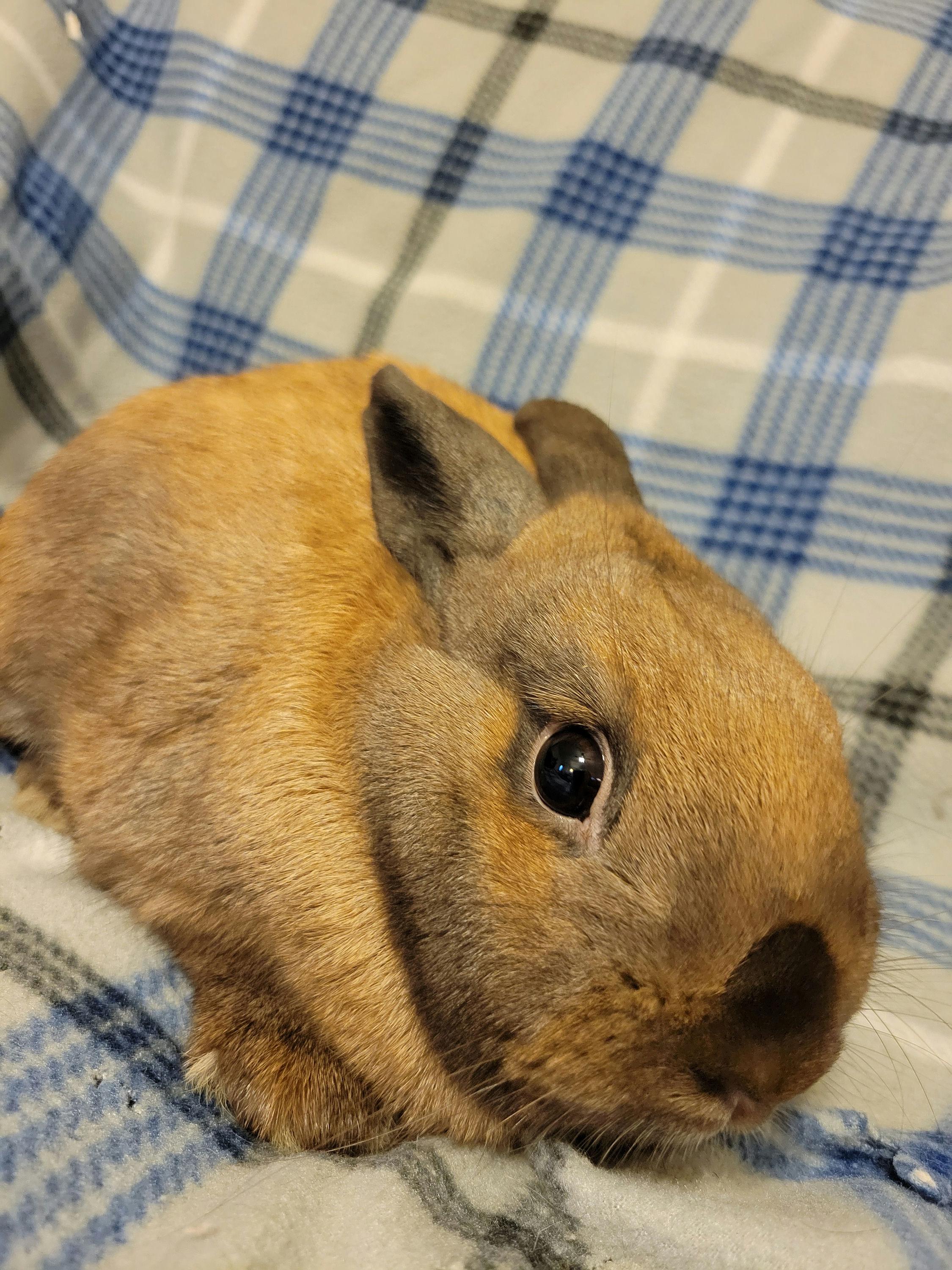 Hennessy, a Adoptable mixed breed in Ames, IA image 3/5