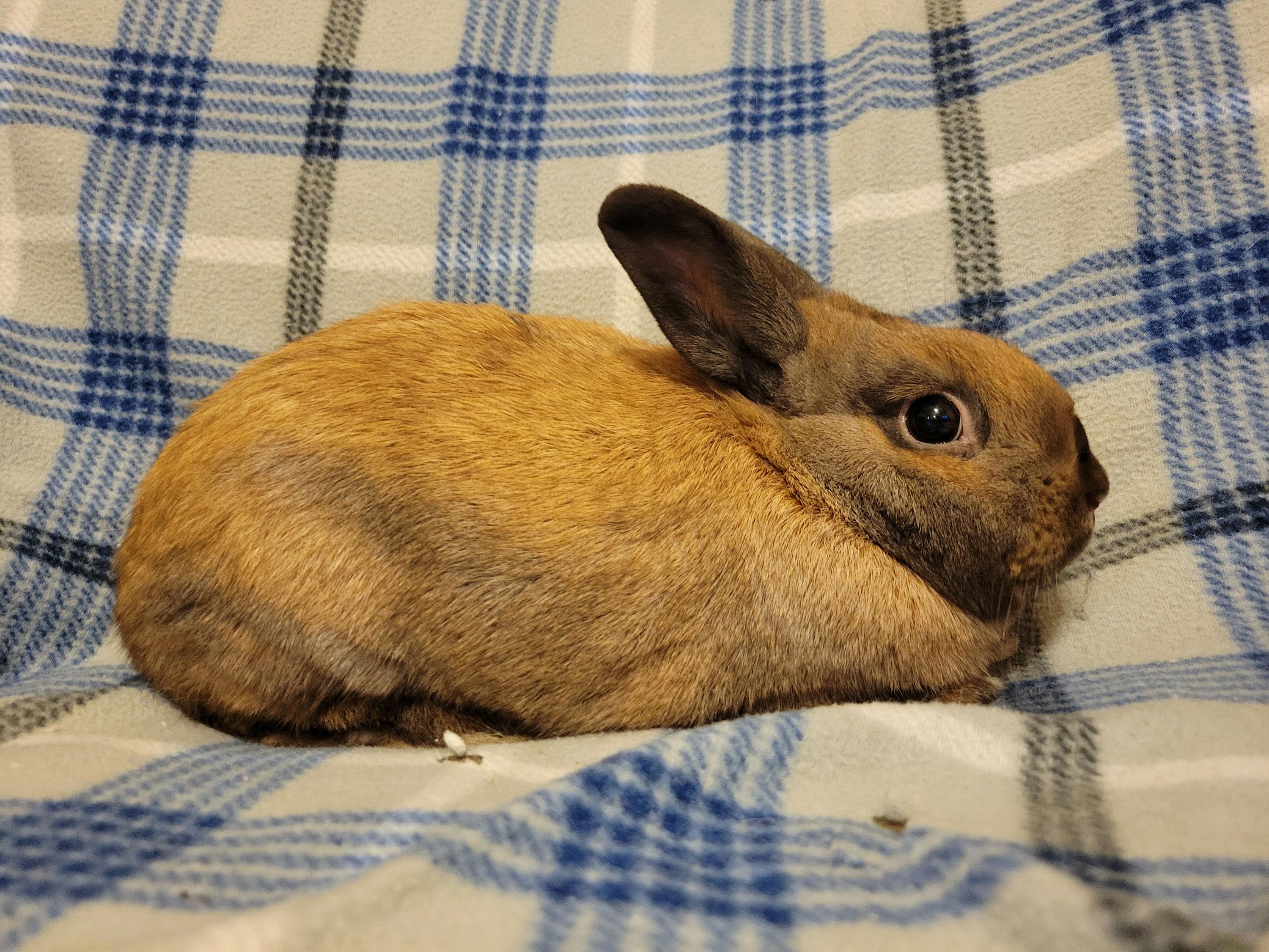 Hennessy, a Adoptable mixed breed in Ames, IA image 4/5