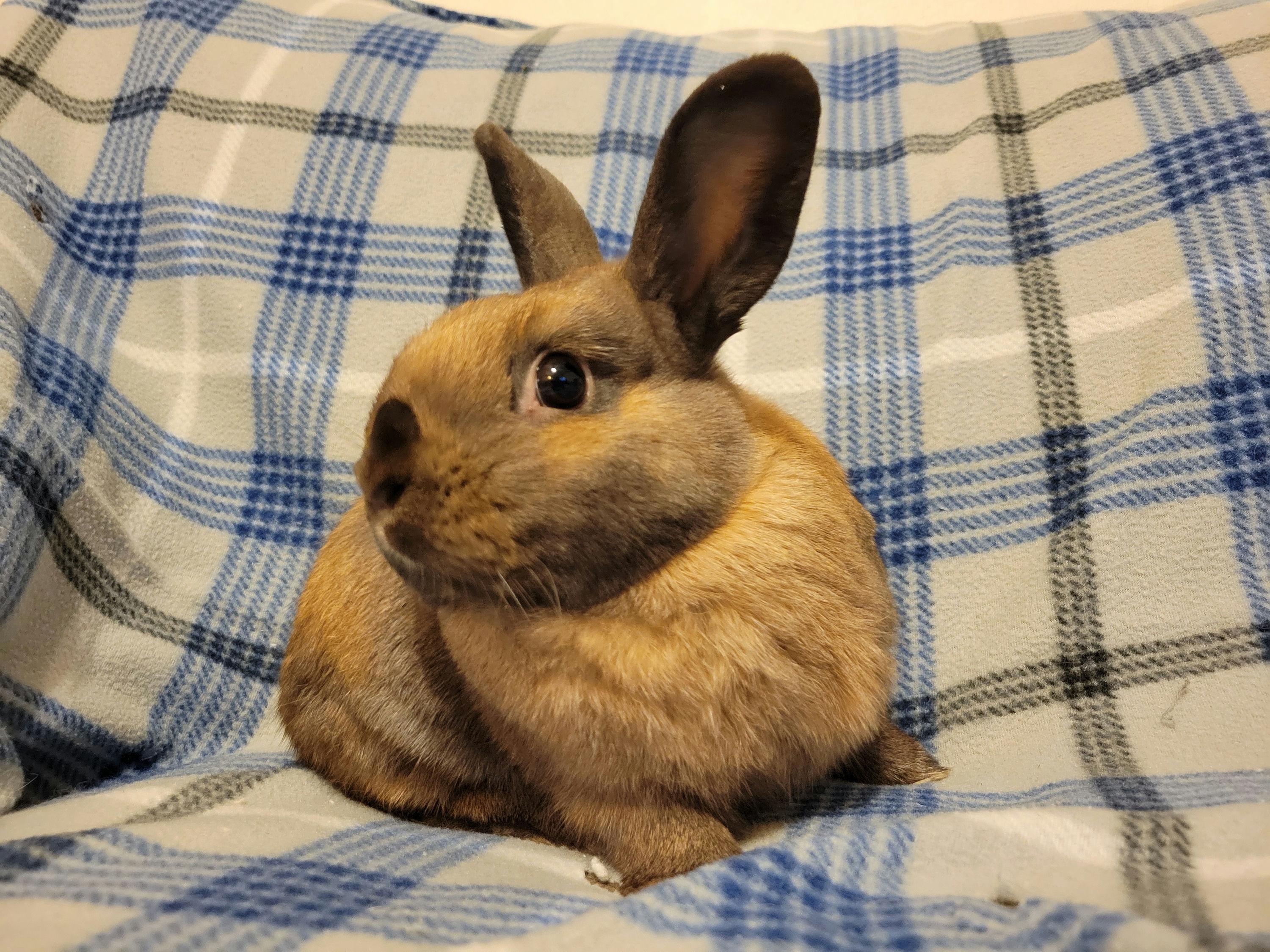 Hennessy, a Adoptable mixed breed in Ames, IA image 5/5