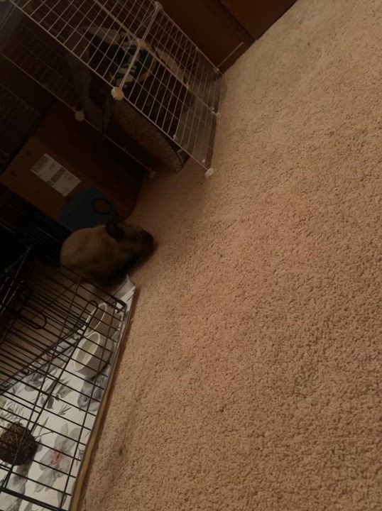 Enlarge Hennessy, a Adoptable mixed breed in Ames, IA video 6/6