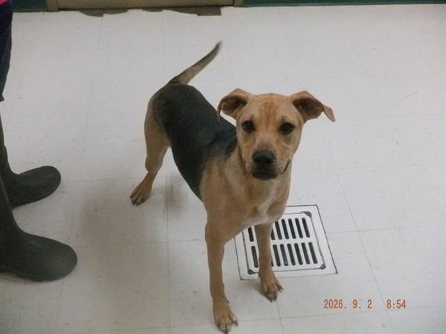 GEMMA, Adoptable, Young Female German Shepherd Dog & Mixed Breed.