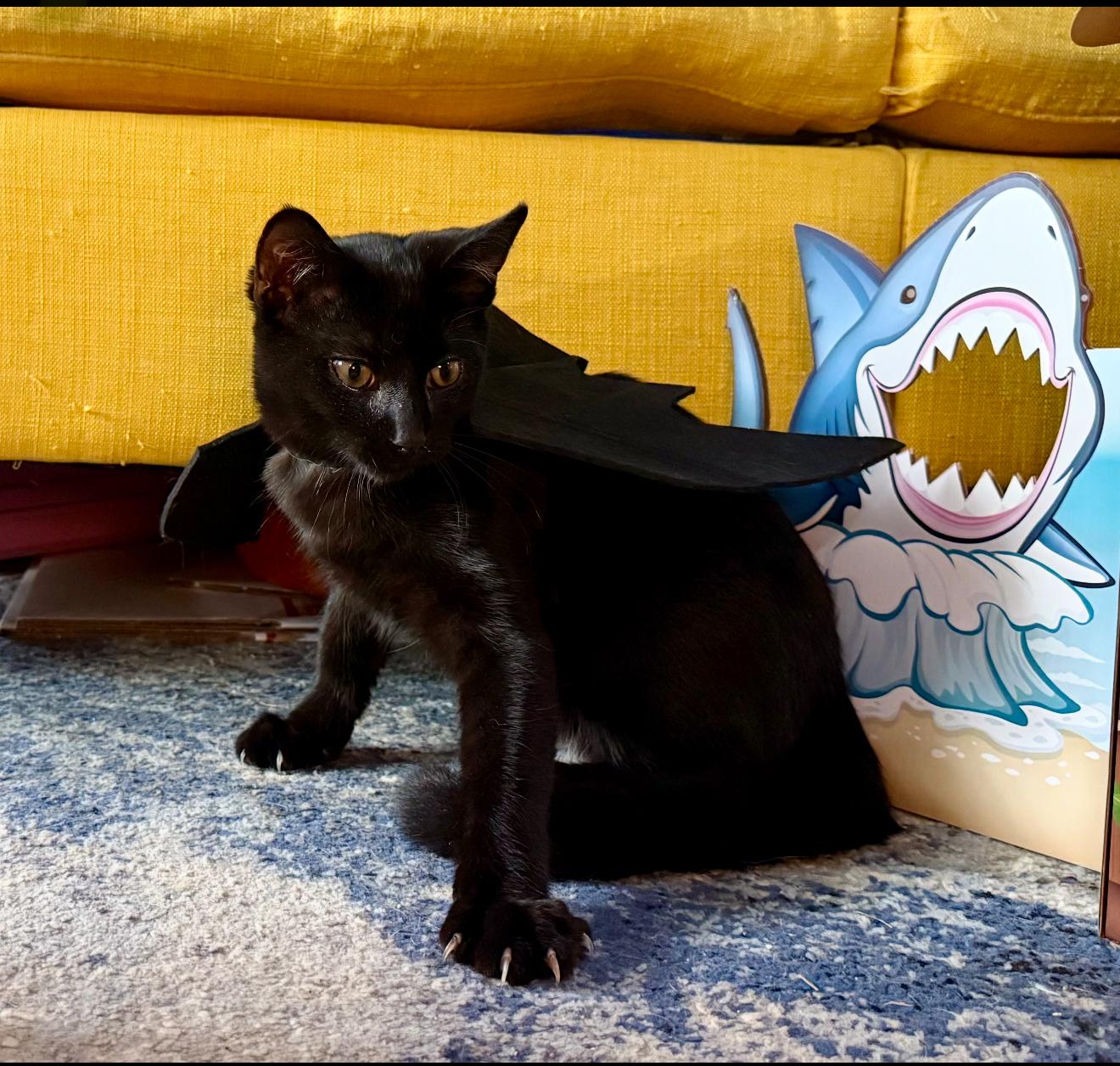 David Rose, Adoptable, Kitten Male Domestic Short Hair.