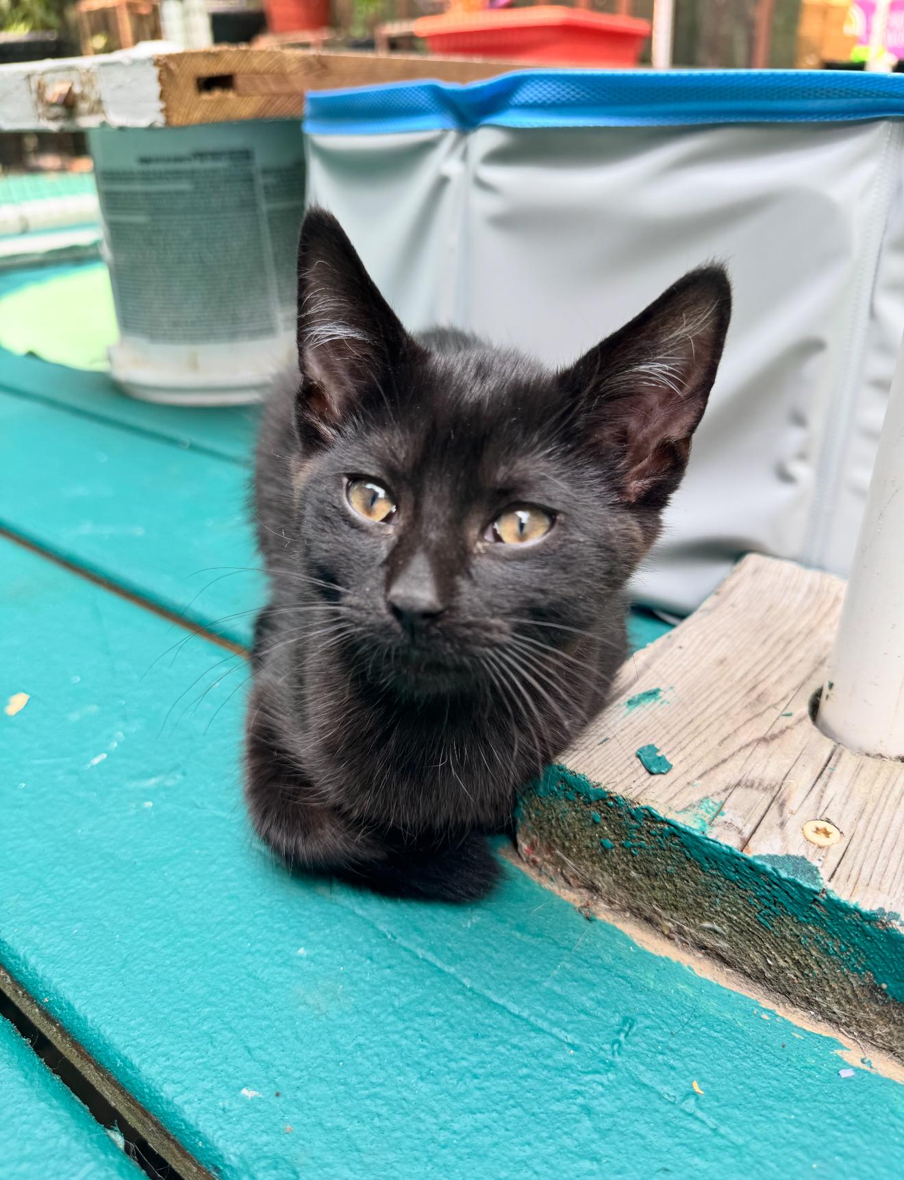 David Rose, a Adoptable Domestic Short Hair in Grand Haven, MI image 5/5