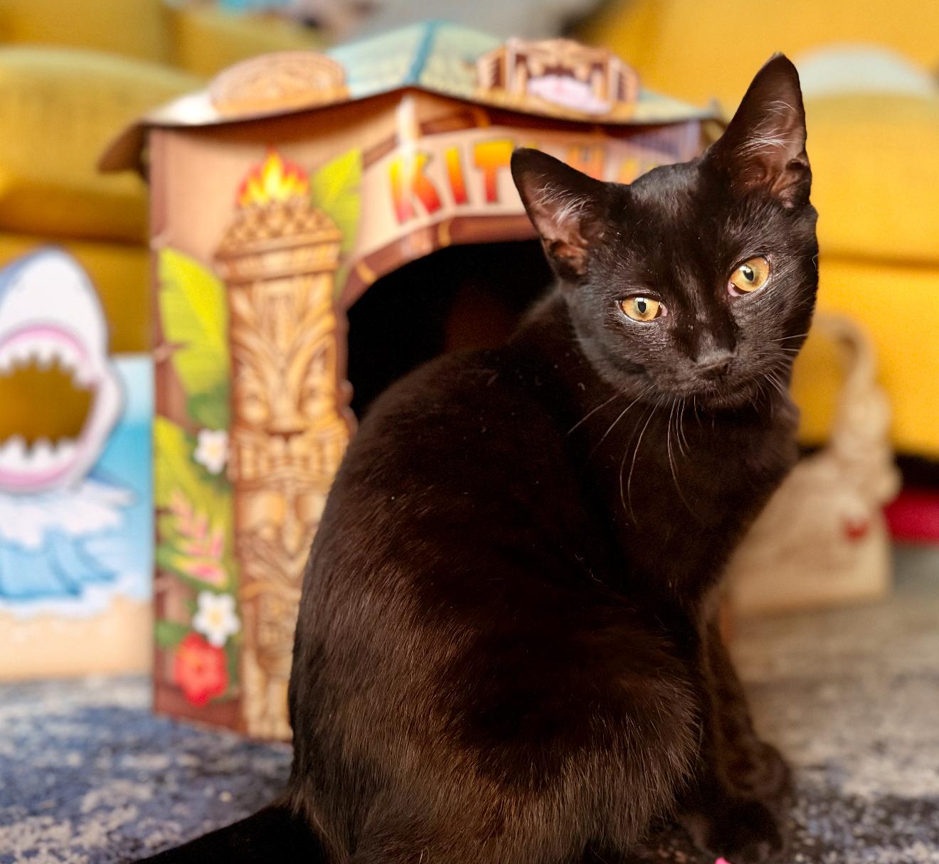 David Rose, a Adoptable Domestic Short Hair in Grand Haven, MI image 2/5
