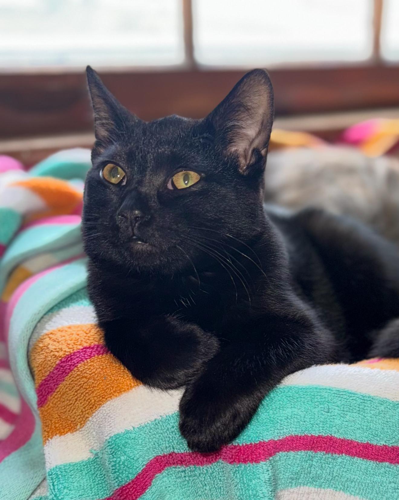 David Rose, a Adoptable Domestic Short Hair in Grand Haven, MI image 3/5