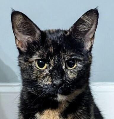 Enlarge Momma Maci, a Adoptable Domestic Short Hair in Statesville, NC image 2/5