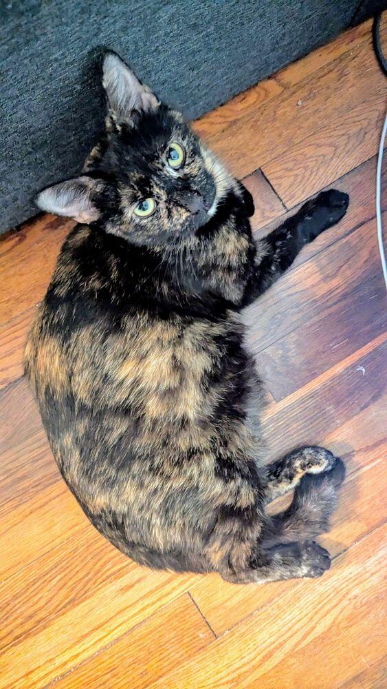 Enlarge Momma Maci, a Adoptable Domestic Short Hair in Statesville, NC image 2/3