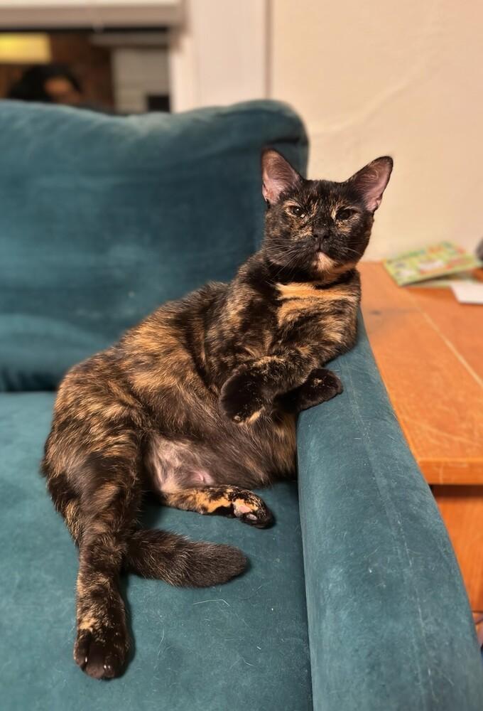 Enlarge Momma Maci, a Adoptable Domestic Short Hair in Statesville, NC image 4/5