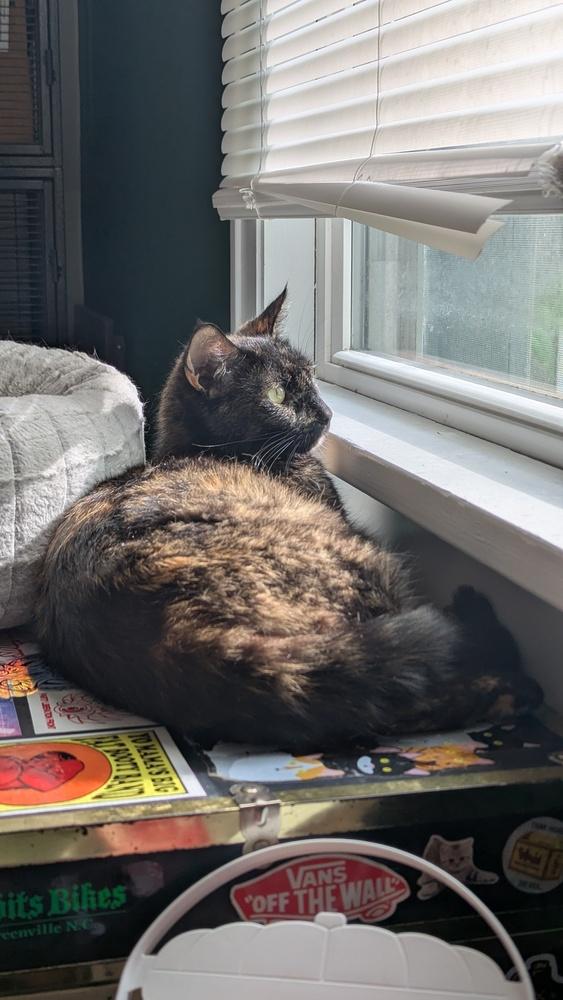 Enlarge Momma Maci, a Adoptable Domestic Short Hair in Statesville, NC image 3/3