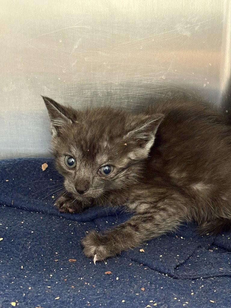 CA 132 Tumble, Adoptable, Kitten Female Domestic Short Hair.