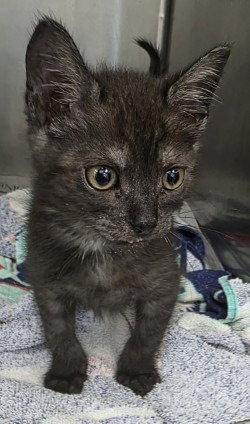 Enlarge CA 132 Tumble, a Adoptable Domestic Short Hair in Glen Allen, VA image 2/2