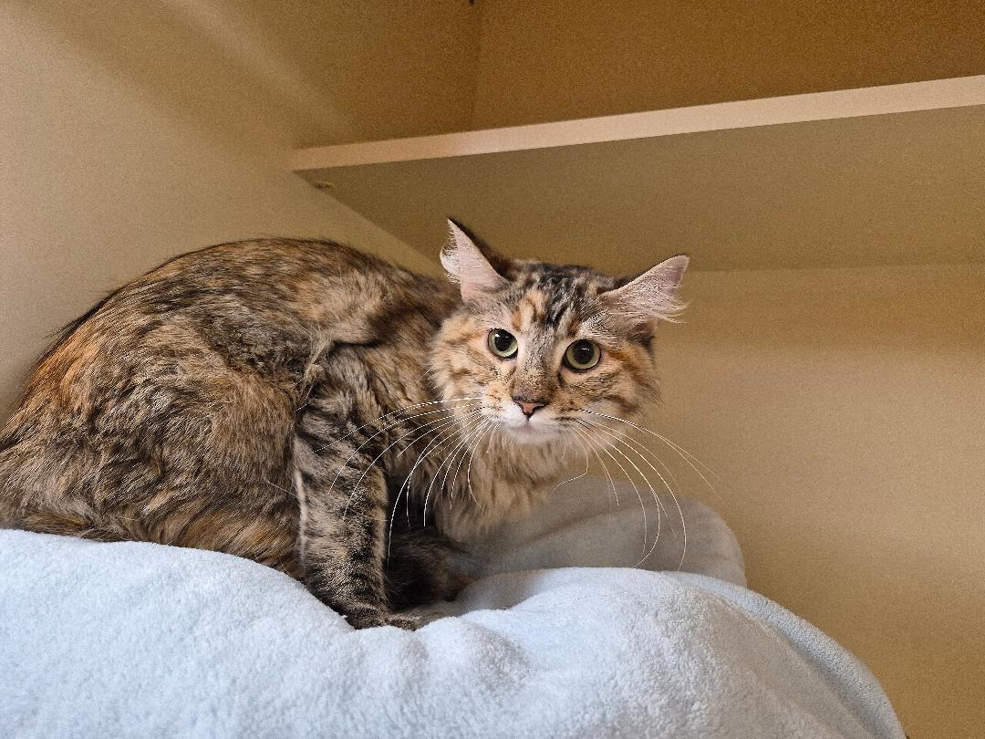 Enlarge Susie Q, a Adoptable Domestic Medium Hair in Hays, KS image 6/6