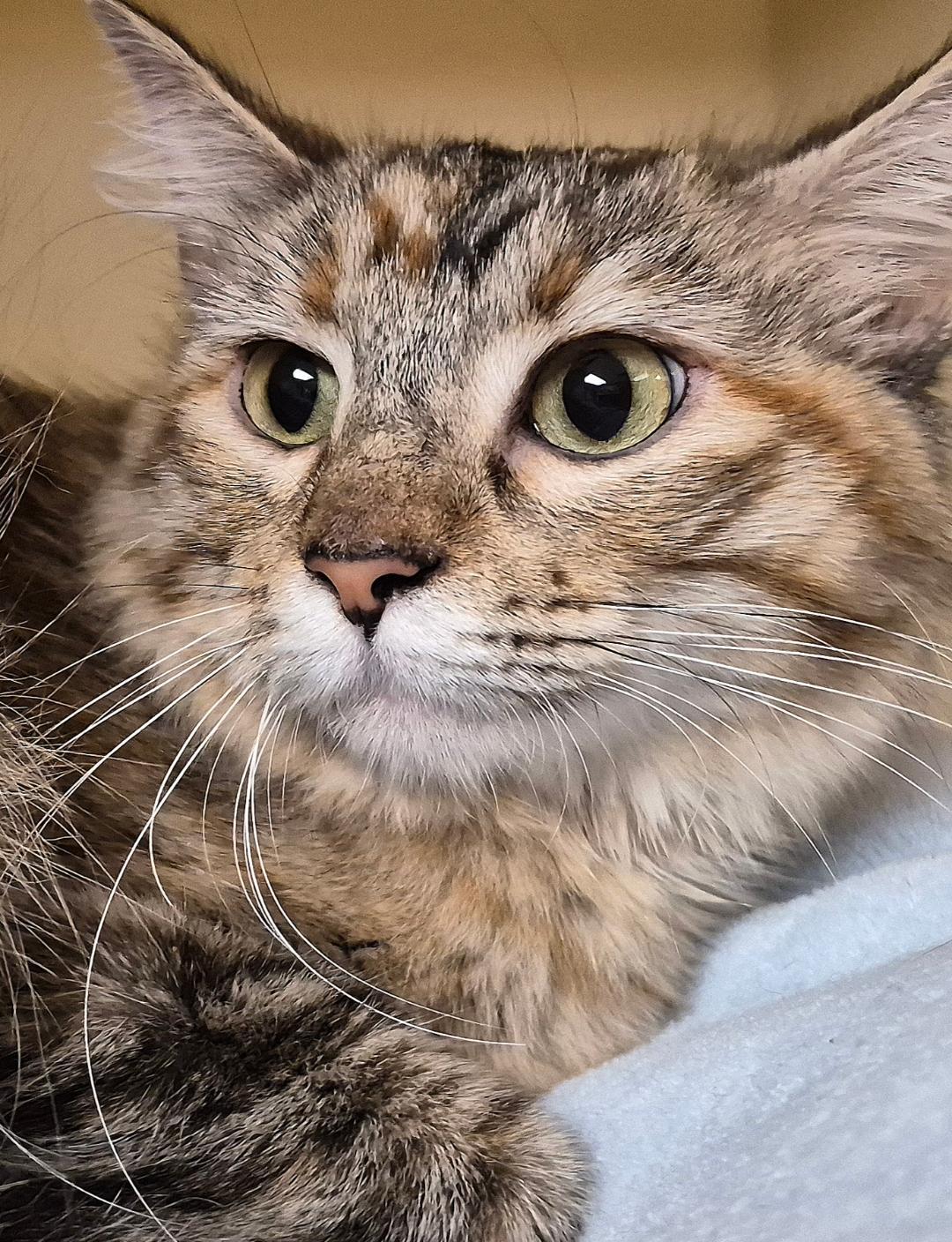 Enlarge Susie Q, a Adoptable Domestic Medium Hair in Hays, KS image 3/6
