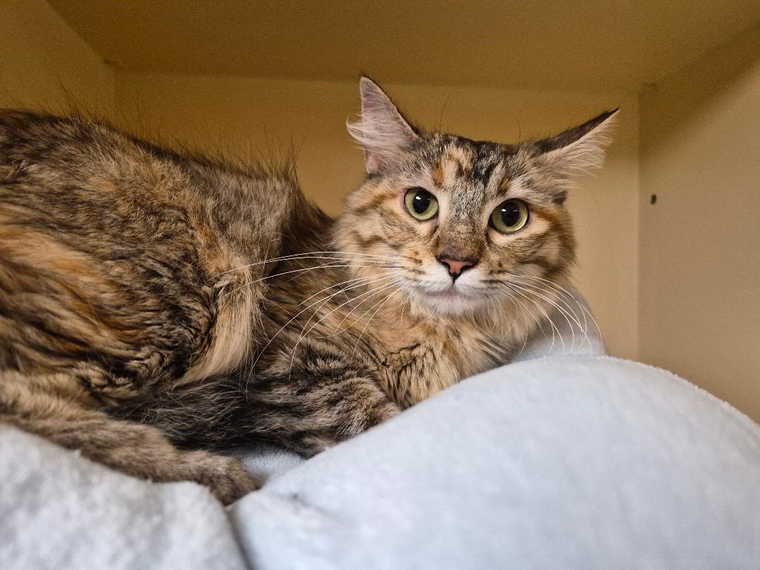 Enlarge Susie Q, a Adoptable Domestic Medium Hair in Hays, KS image 4/6