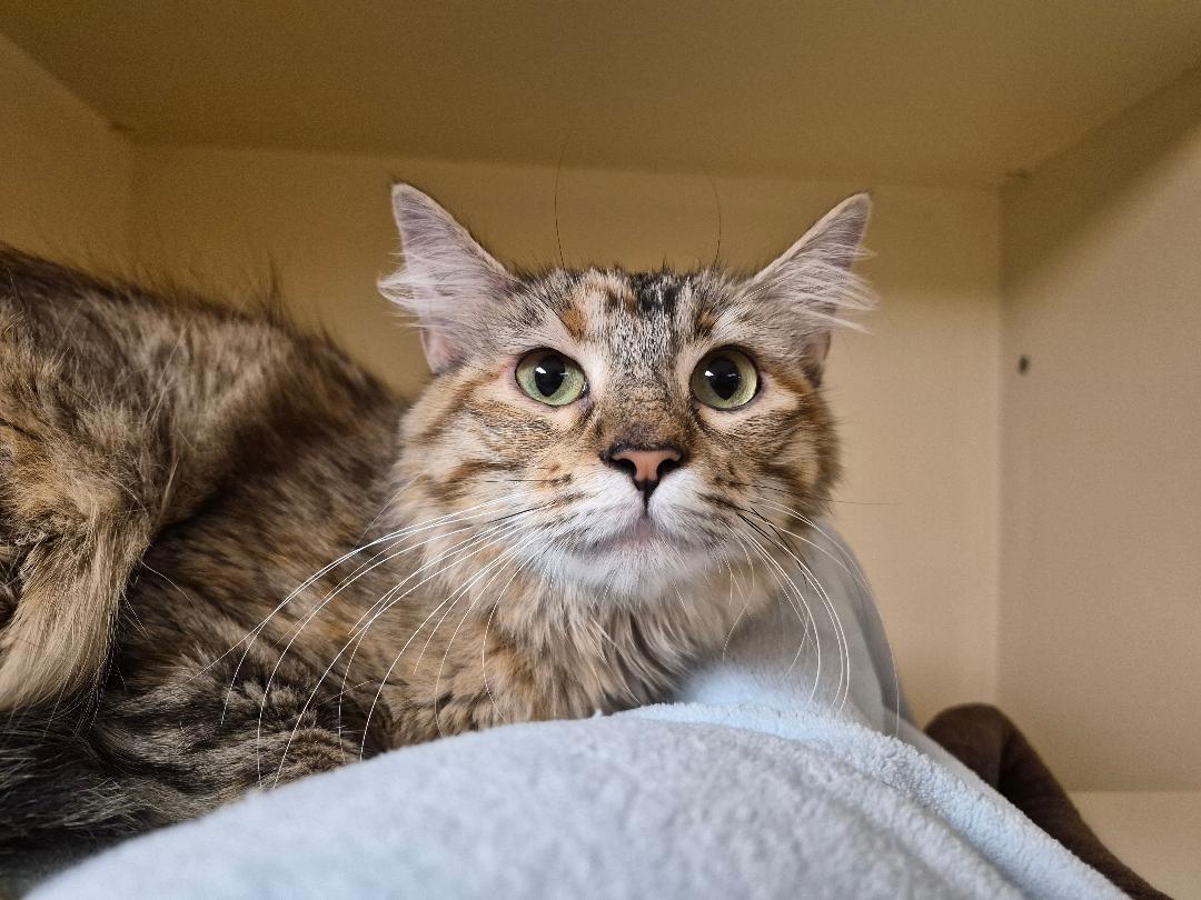 Enlarge Susie Q, a Adoptable Domestic Medium Hair in Hays, KS image 2/6
