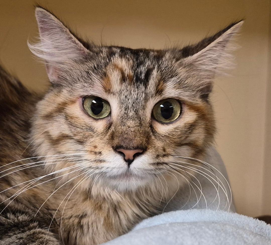 Enlarge Susie Q, a Adoptable Domestic Medium Hair in Hays, KS image 5/6
