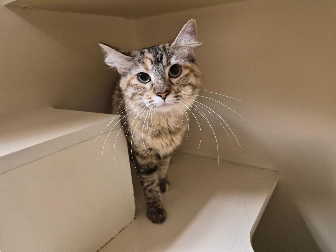 Susie Q, Adoptable, Young Female Domestic Medium Hair.