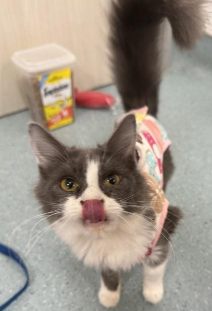 Rey, Adoptable, Kitten Female Domestic Short Hair & Domestic Short Hair.