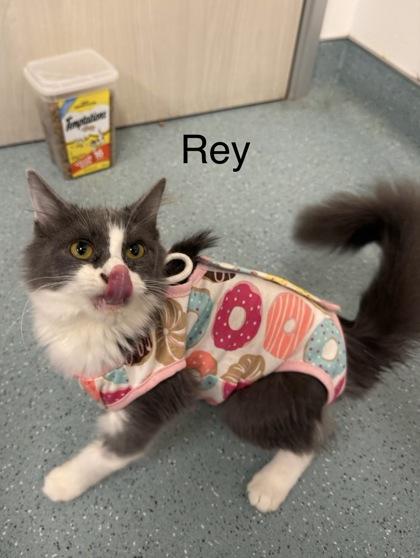 Rey, a Adoptable Domestic Short Hair in Laguna Niguel, CA image 2/3