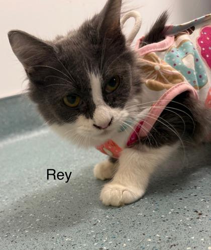Rey, a Adoptable Domestic Short Hair in Laguna Niguel, CA image 3/3