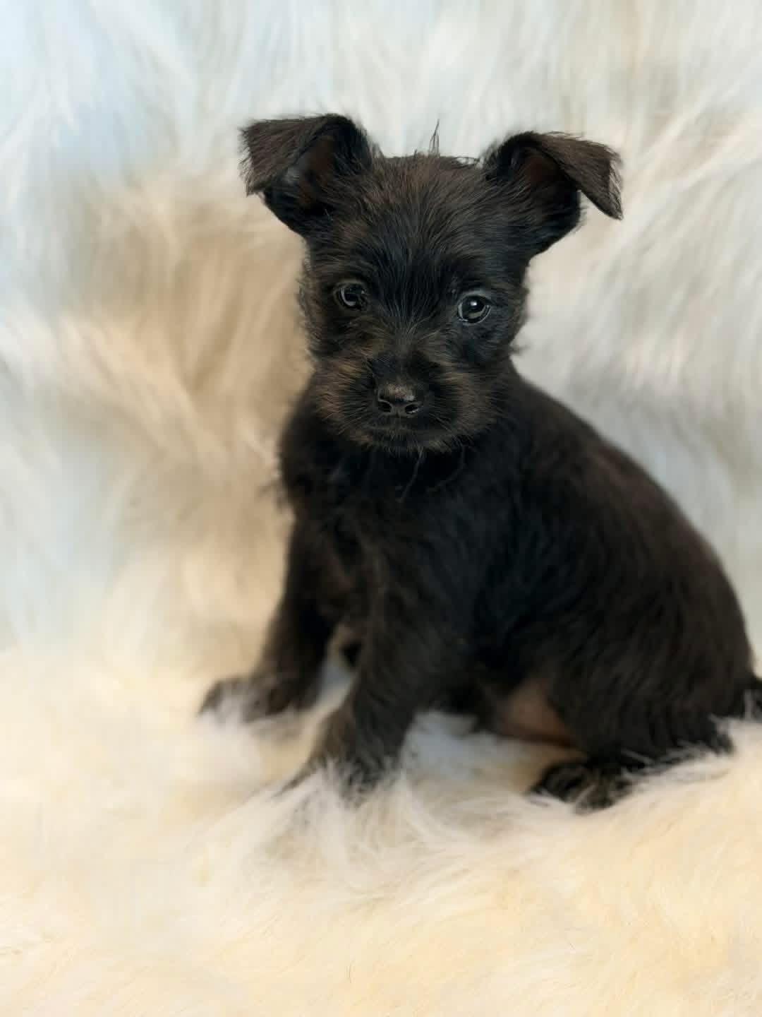 Chihuahua/schnauzer puppies, ADOPTABLE, Puppy Male Chihuahua & Schnauzer.