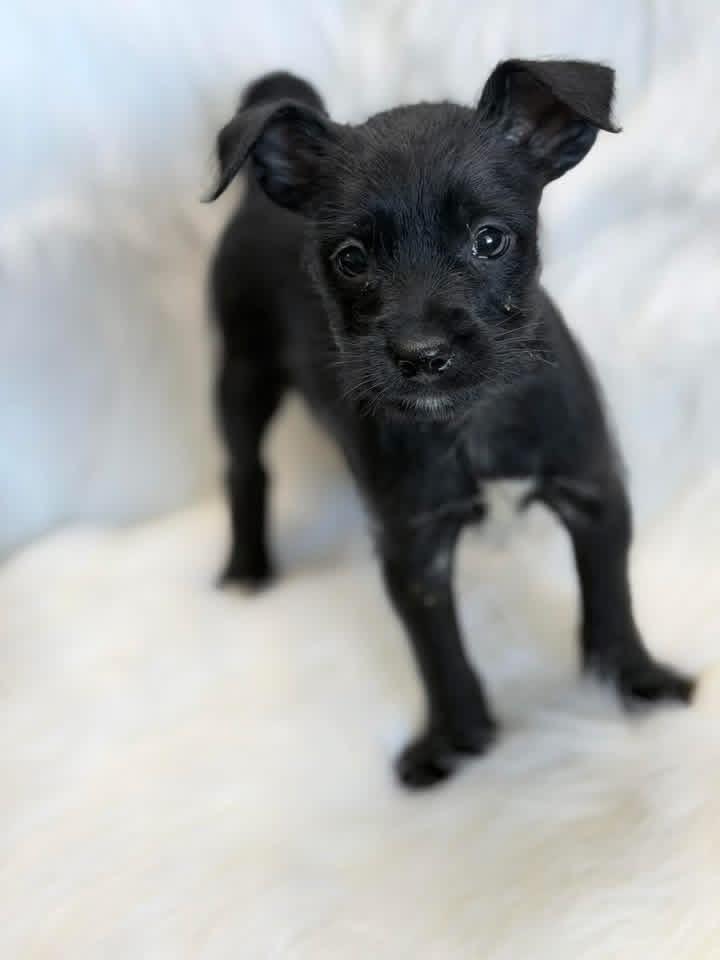 Chihuahua/schnauzer puppies, a ADOPTABLE mixed breed in Lutz, FL image 3/4